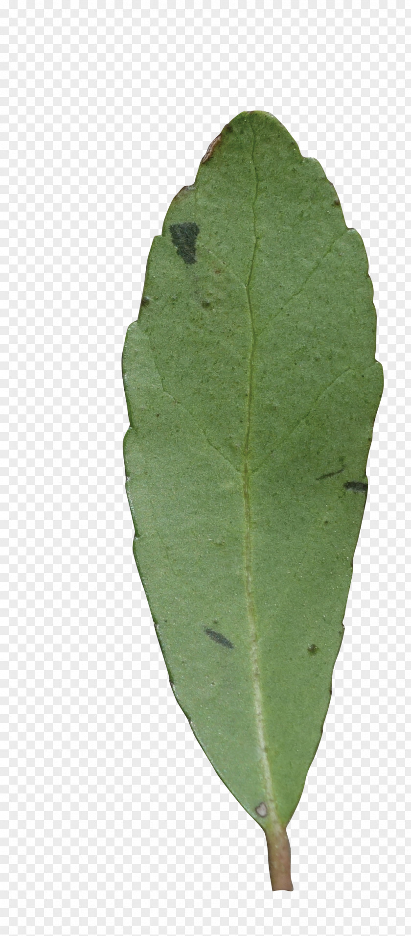 Tea Tree Varieties Leaf Plant Pathology Plants PNG