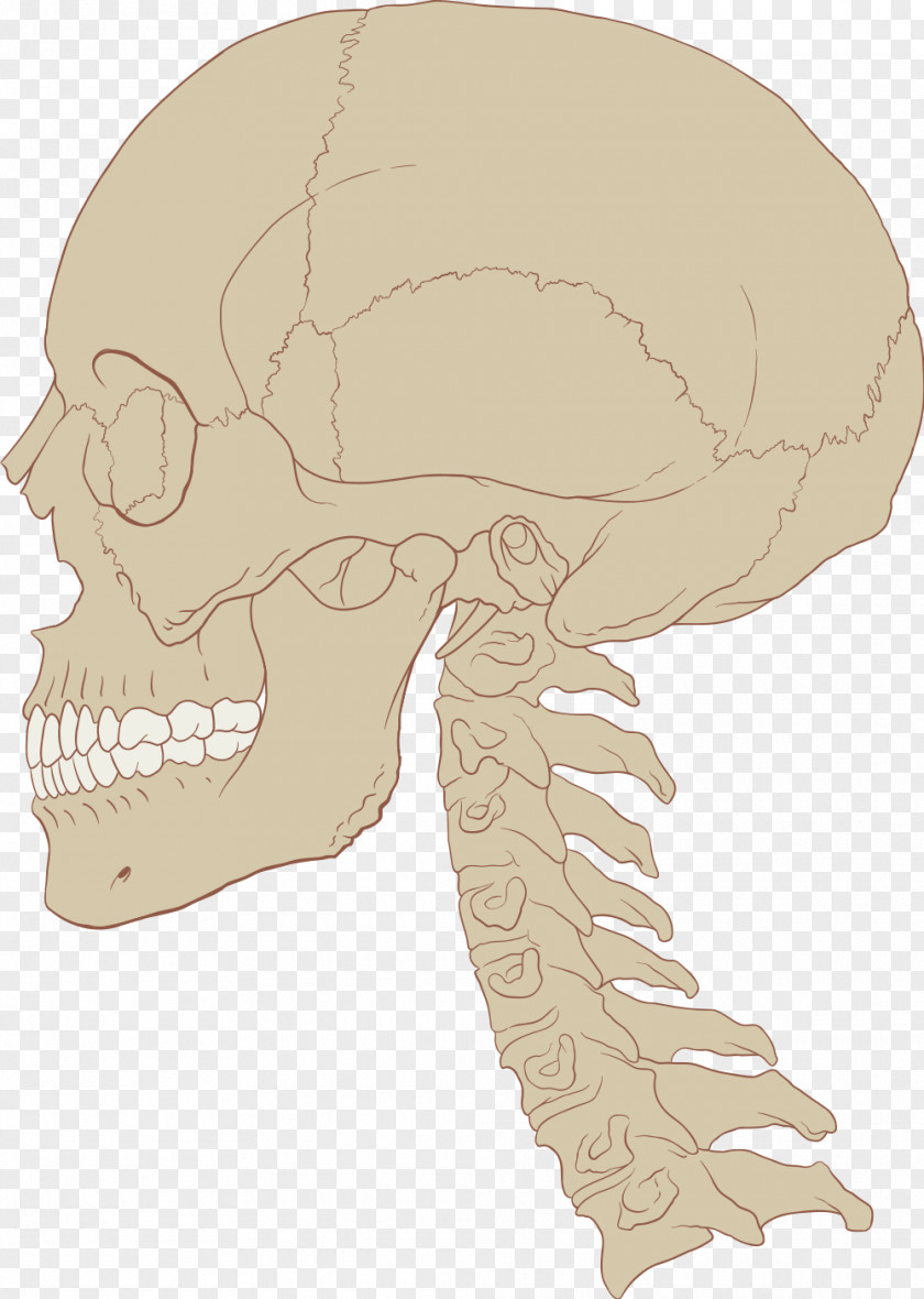 Bloody Skull Human Brain Central Nervous System Anatomy PNG