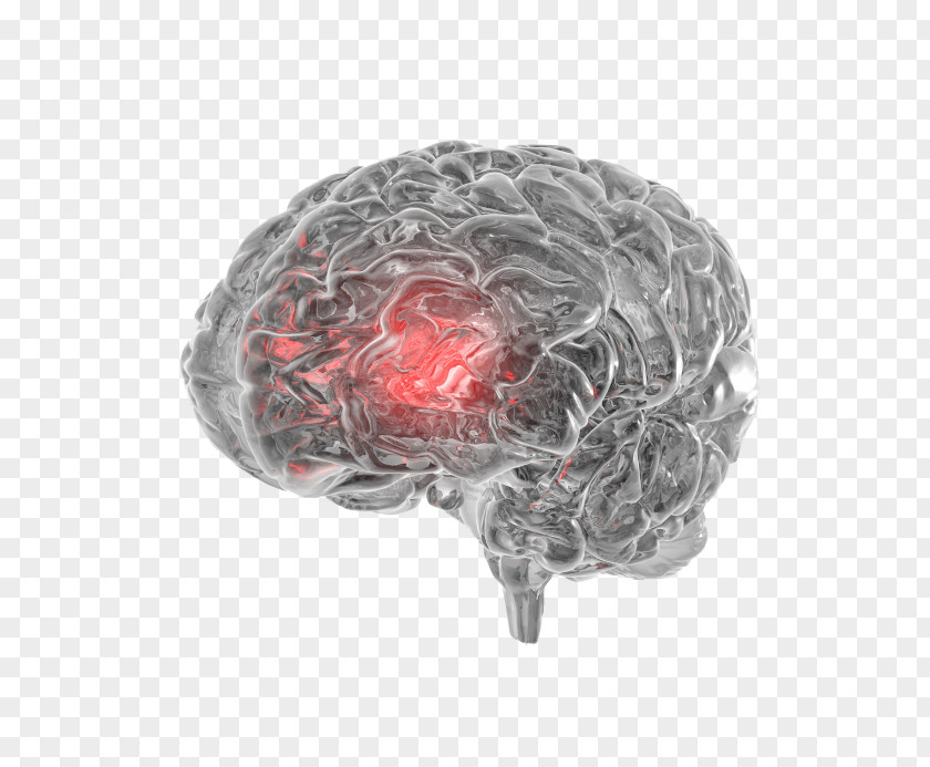 Brain Human Agy Cerebral Aqueduct Auditory Cortex PNG