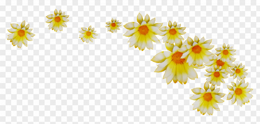 Chrysanthemum Yellow Floral Design Sunflower PNG