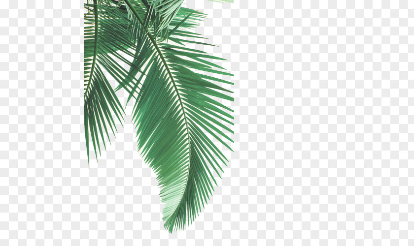 Flower Branch Cartoon Palm Tree PNG