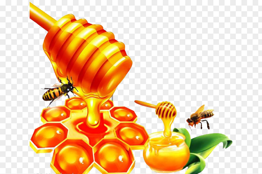 Honey Bee Honeycomb PNG