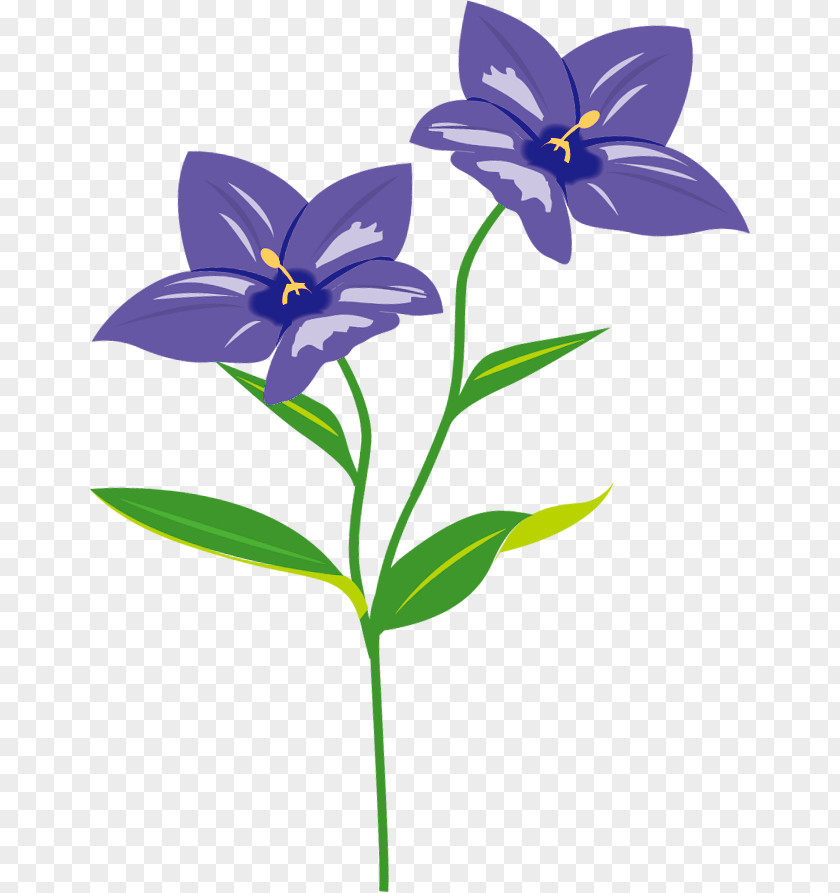 Kikyo Plant Stem Herbaceous Clip Art PNG