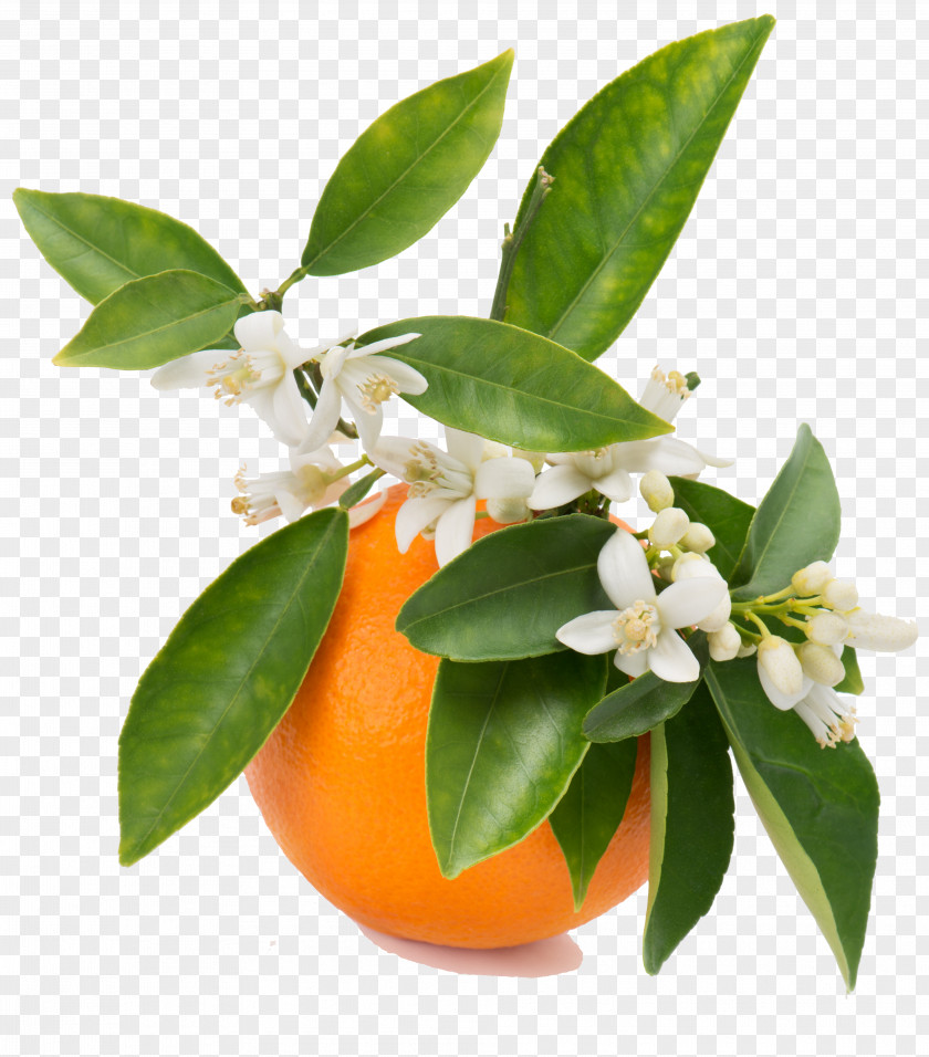 Orange Blossom Juice Flower Water PNG