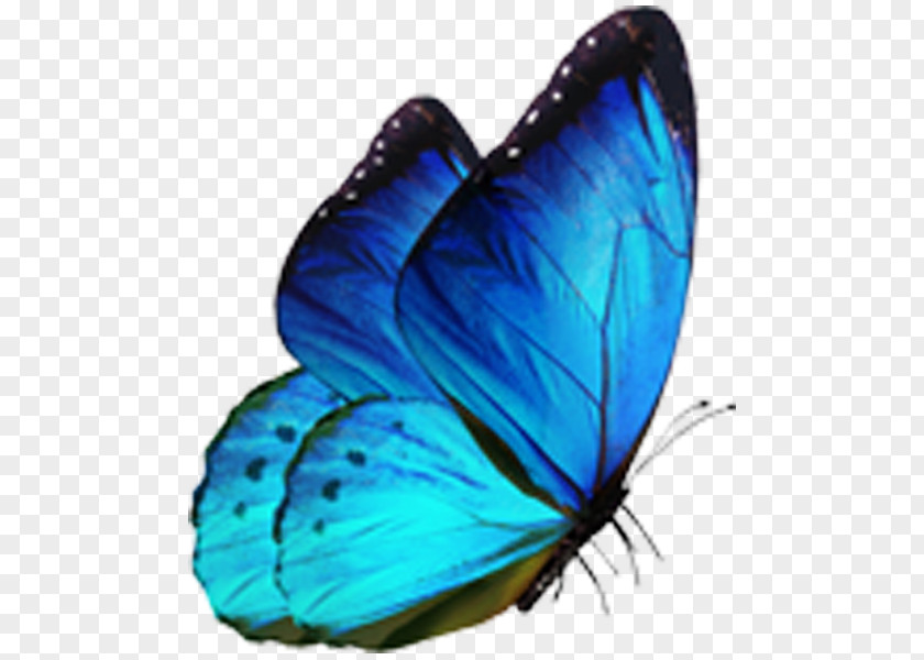 Butterfly Morpho Menelaus Blue PNG