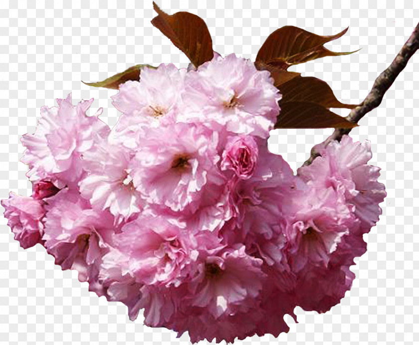 Cherry Blossom Flower Bouquet Clip Art PNG
