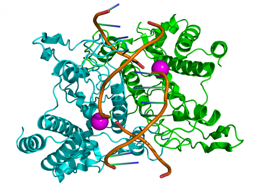 E Coli Cartoon Restriction Enzyme DNA Site EcoRI PNG