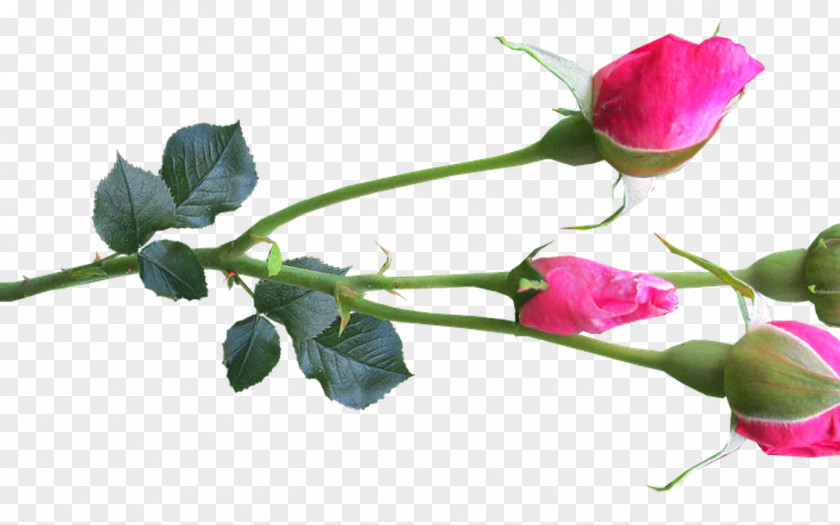 Flower Garden Roses Cabbage Rose Bud Plant Stem PNG