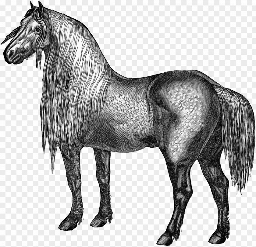 Mustang Stallion Mare Foal Arabian Horse PNG