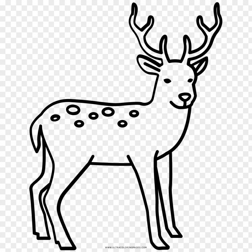 Reindeer Elk Red Deer Coloring Book PNG