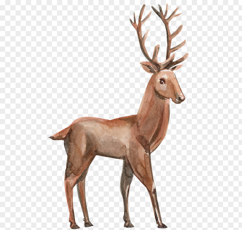 Reindeer Elk PNG