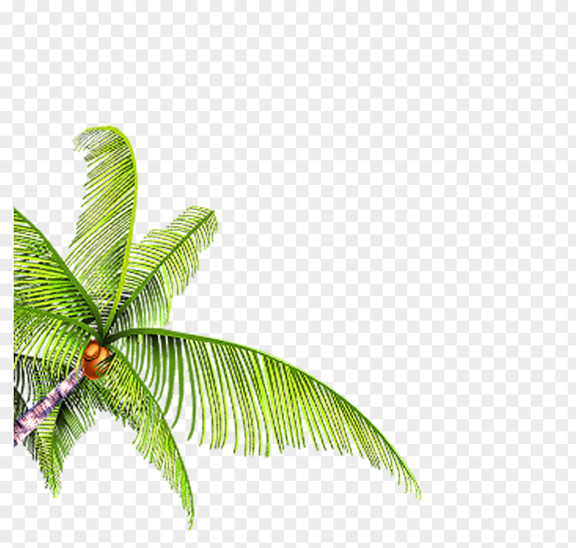 Tree Branch Quiver Resource PNG