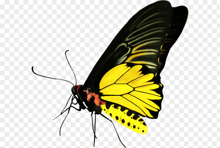 Butterfly Monarch Pieridae Moth Clip Art PNG