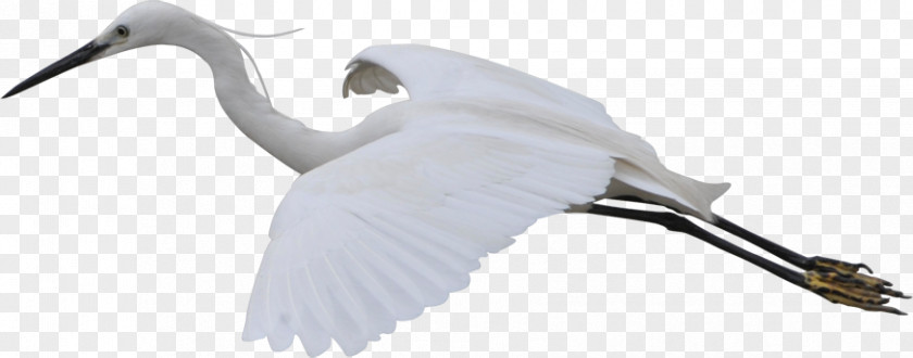 Free Flying Crane To Pull The Material Bird Flight White PNG