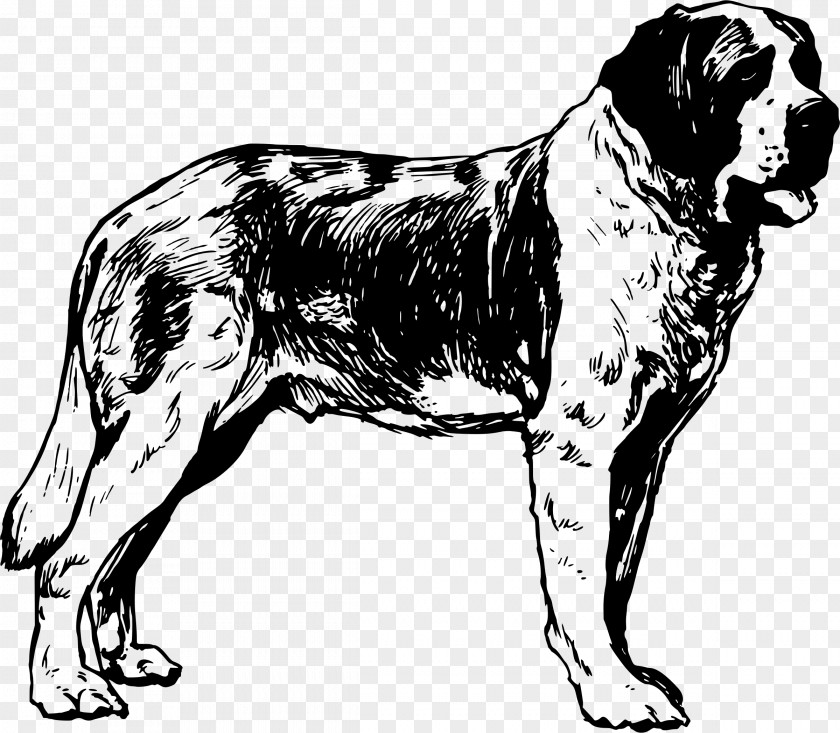 Bulldog Clipart St. Bernard Drawing Clip Art PNG