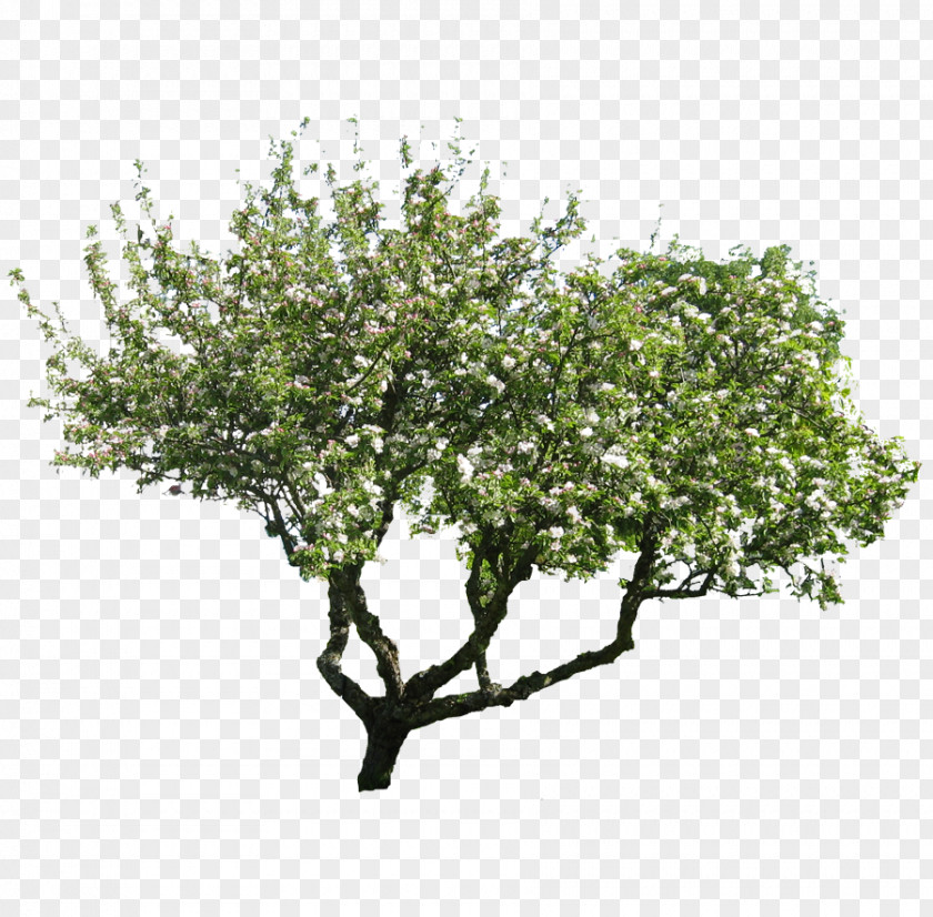 Flor Tree Hawthorn Pine Stock Photography PNG