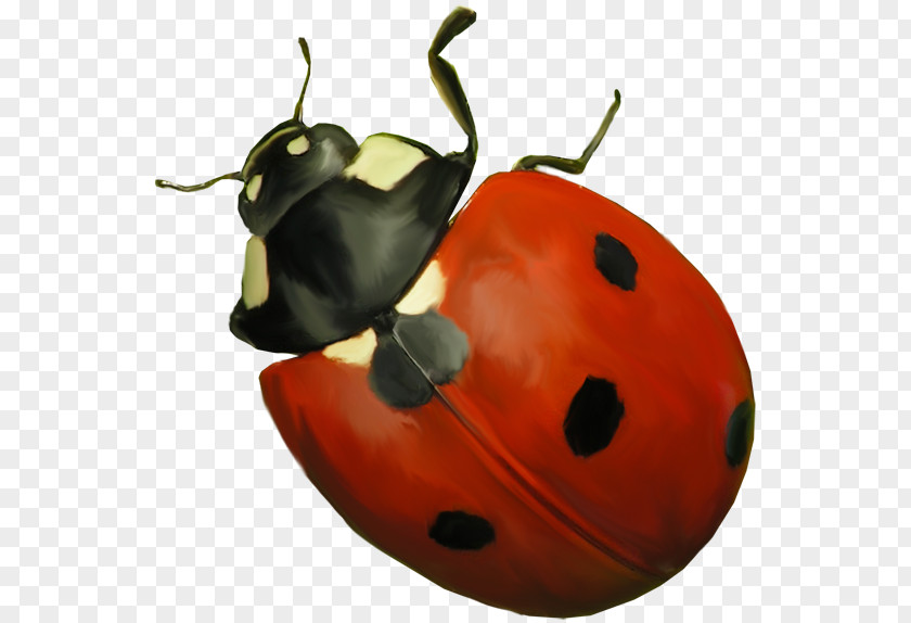 Ladybird Insect Clip Art PNG