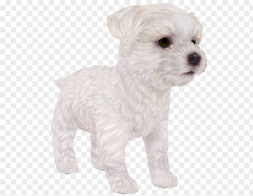 Puppy Maltese Dog Schnoodle West Highland White Terrier Breed PNG