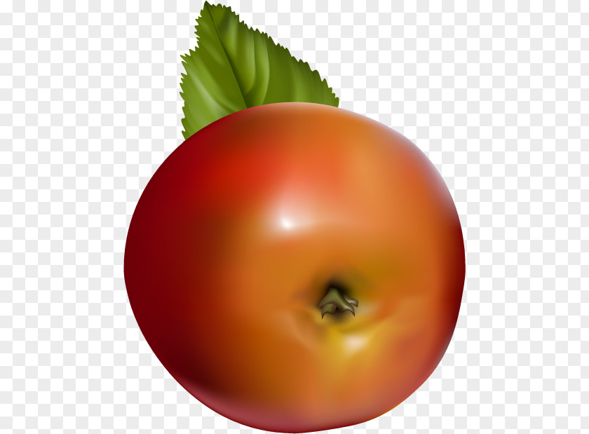 Vector Apple Bottom Tomato Fruit PNG