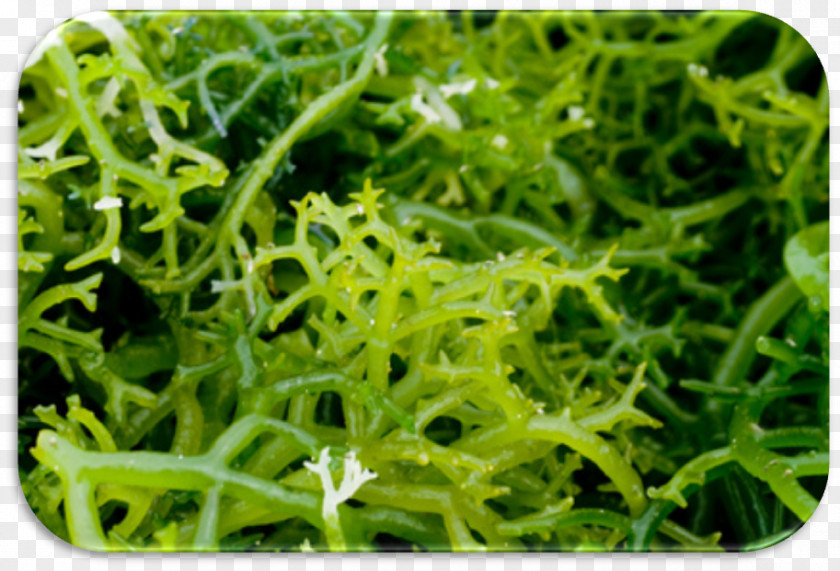 Algas Algae Seaweed Farming Kelp Spirulina PNG