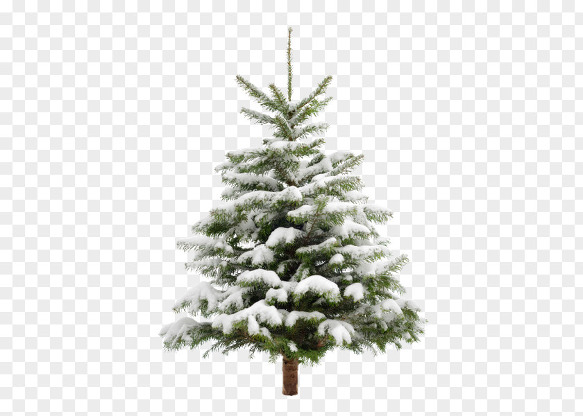 Christmas Tree Stock Photography Little PNG