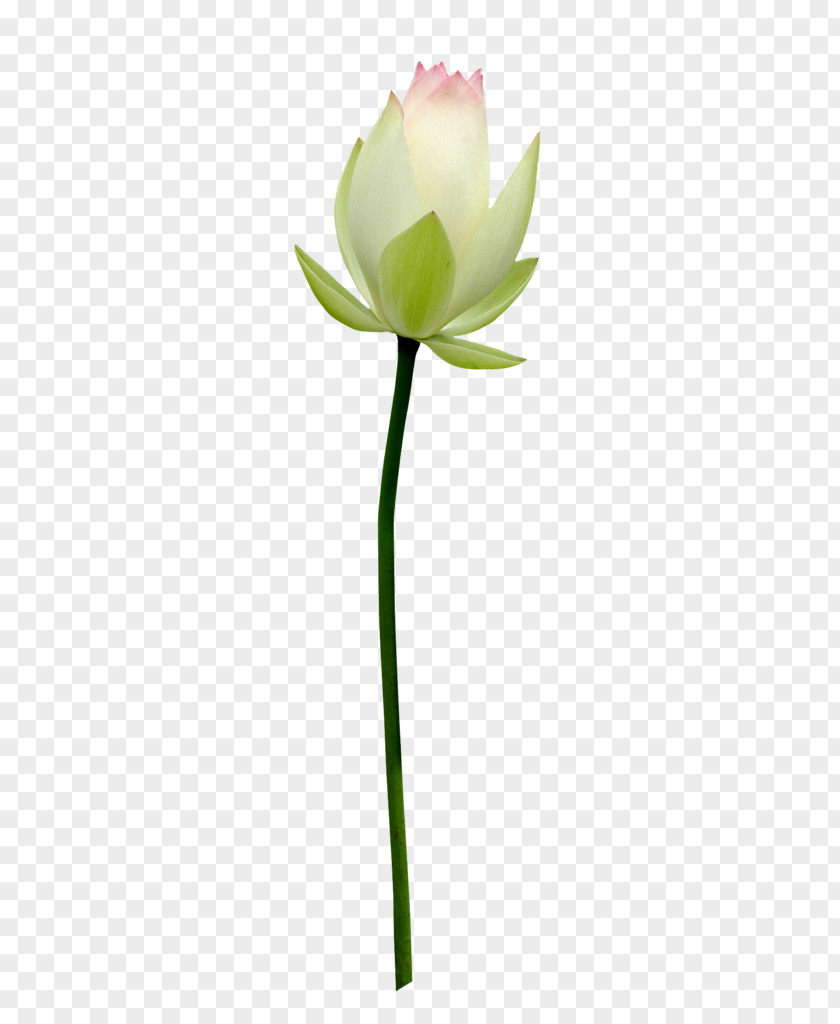 Flower Bud Sacred Lotus Image Stock.xchng Photography PNG