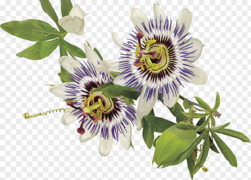 Passiflora Stock.xchng Stock Photography Royalty-free Image PNG
