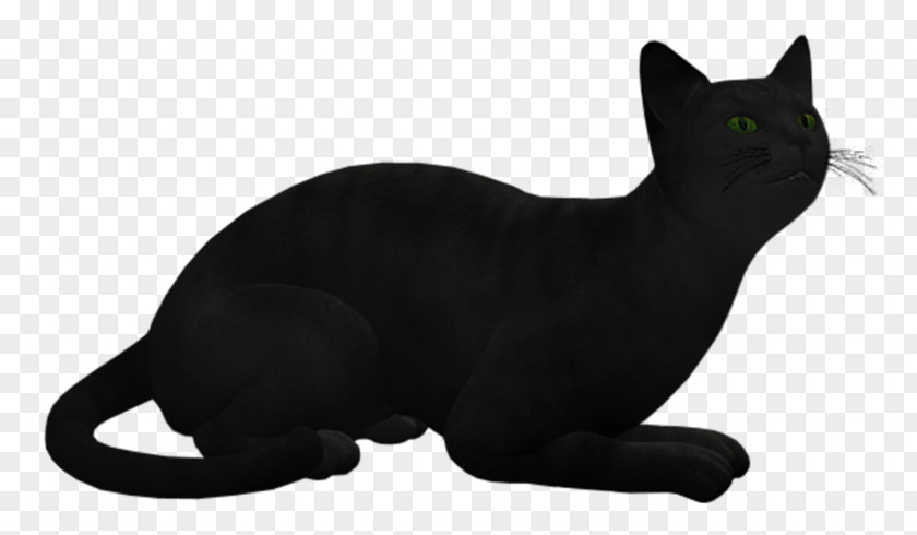 Black Cat Korat Bombay European Shorthair Burmese PNG
