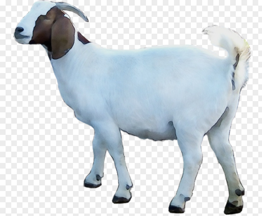 Goat Sheep Animal Figurine Snout Biology PNG