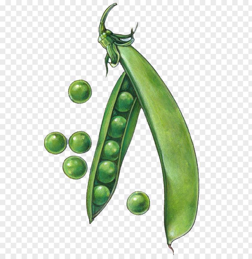 Green Peas Snow Pea Drawing Snap Clip Art PNG
