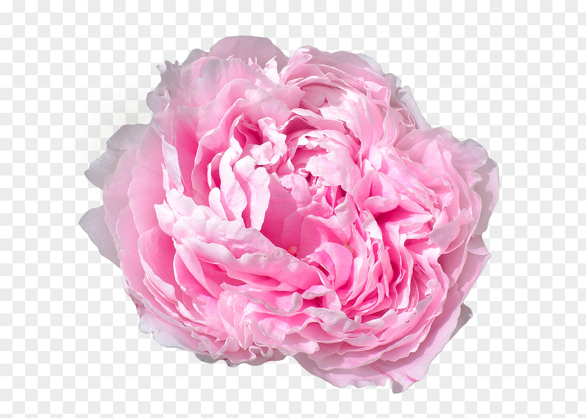 Peonies Peony Pink Flowers Rose PNG