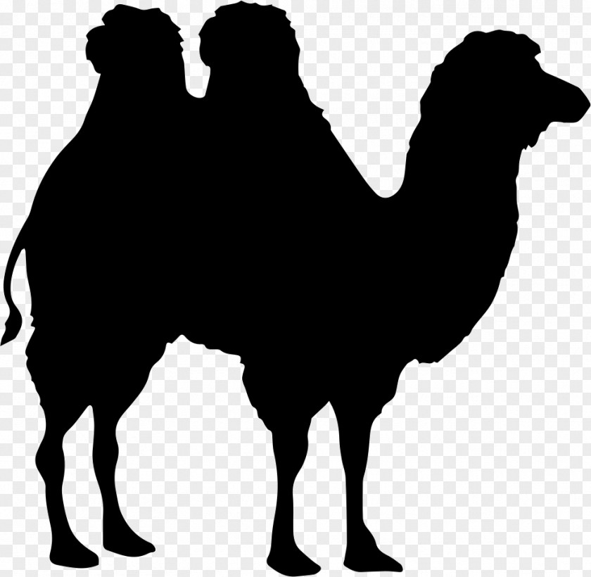 Shape Bactrian Camel Dromedary PNG