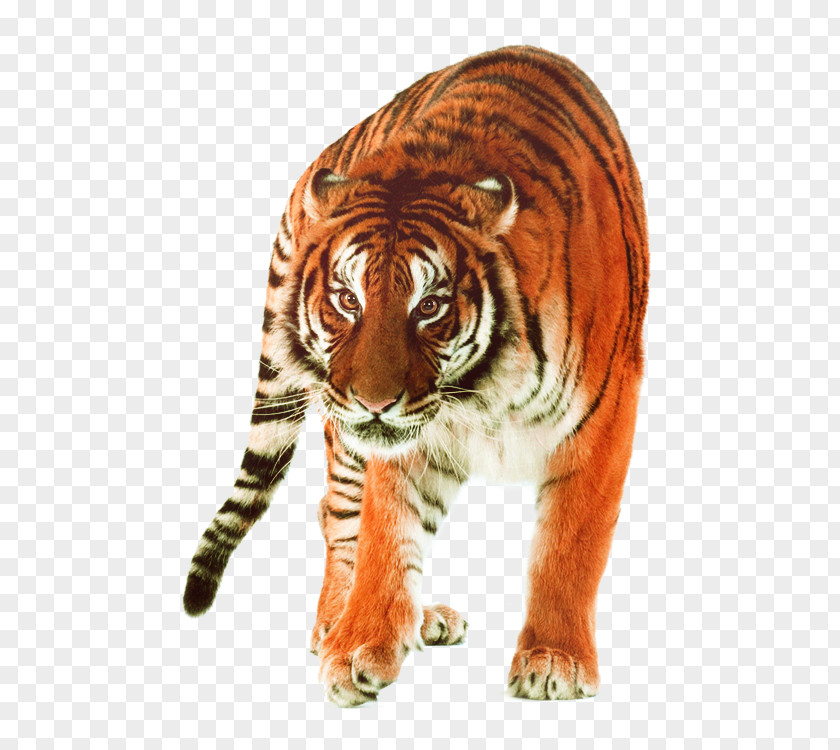 Tiger Pictures Siberian Quest Felidae Big Cat PNG