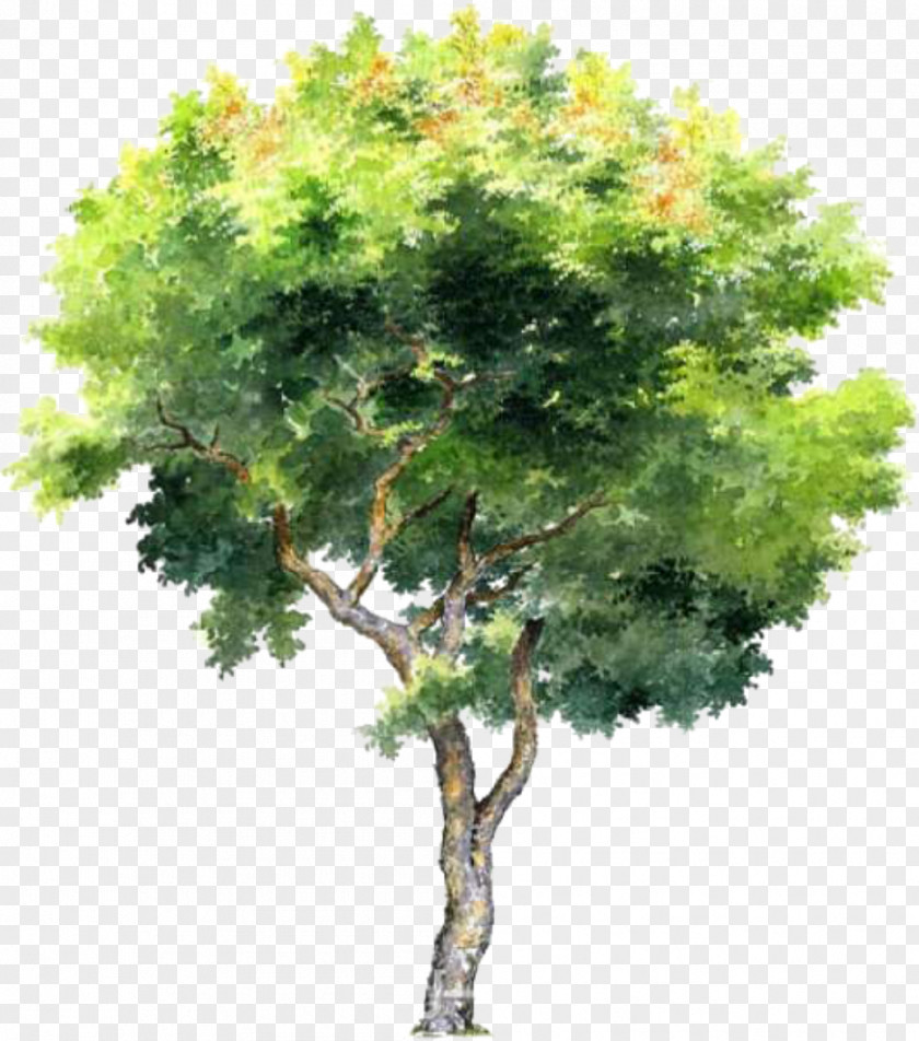 Tree Image Photograph Vector Graphics PNG