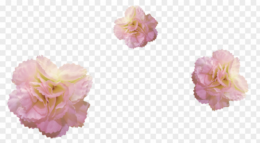 Flower Cabbage Rose Ping Painting PNG