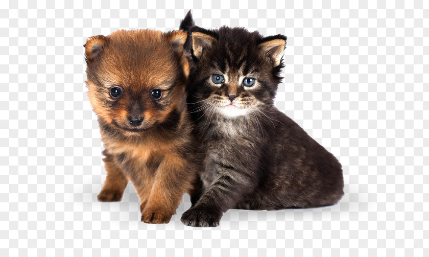 Kitten Cat Puppy Dachshund Yorkshire Terrier PNG