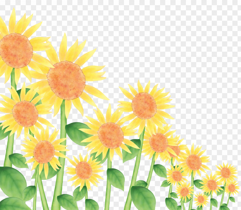 Sunflower Common Download PNG