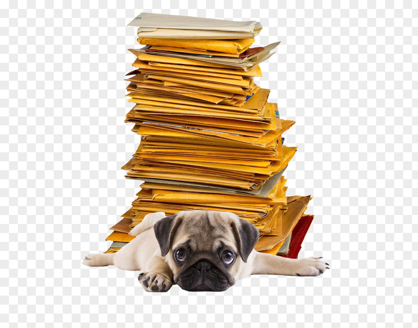With All The Preparations Pug Photography Mail Paper Envelope PNG