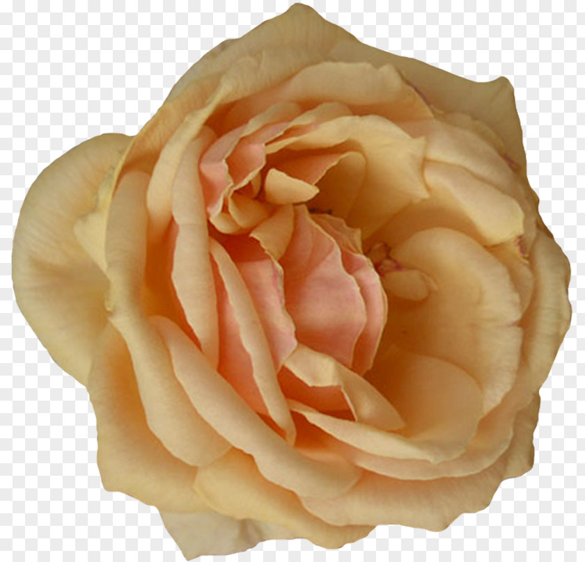 Beige Flower Garden Roses Cabbage Rose Floribunda Cut Flowers Petal PNG