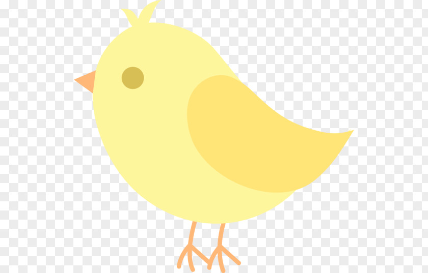 Birds Cliparts Free Chicken Bird Beak Clip Art PNG