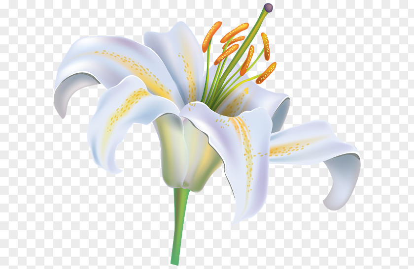 Flower Madonna Lily Clip Art Vector Graphics Easter PNG