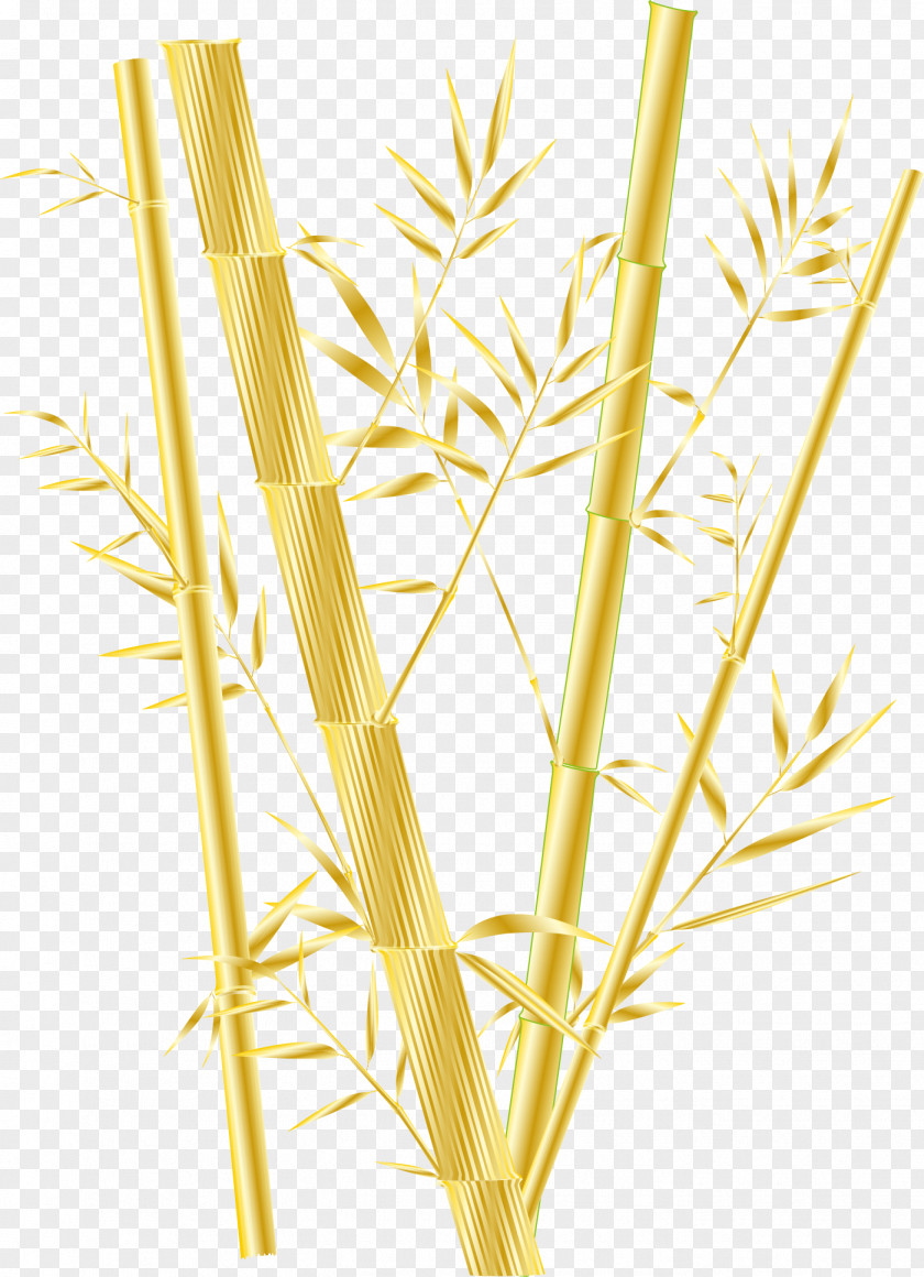 Golden Bamboo Ye Zhuzai Phyllostachys Aurea Gold PNG