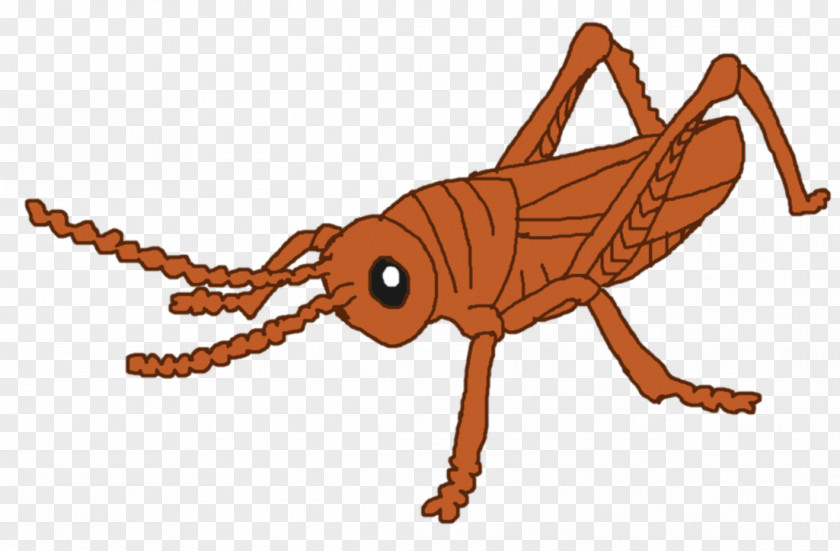 Insect Pest Cricket Animal Clip Art PNG