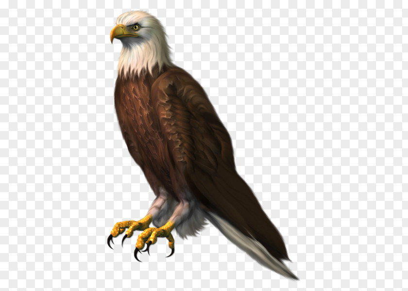 Kartal Bald Eagle Bird Clip Art PNG