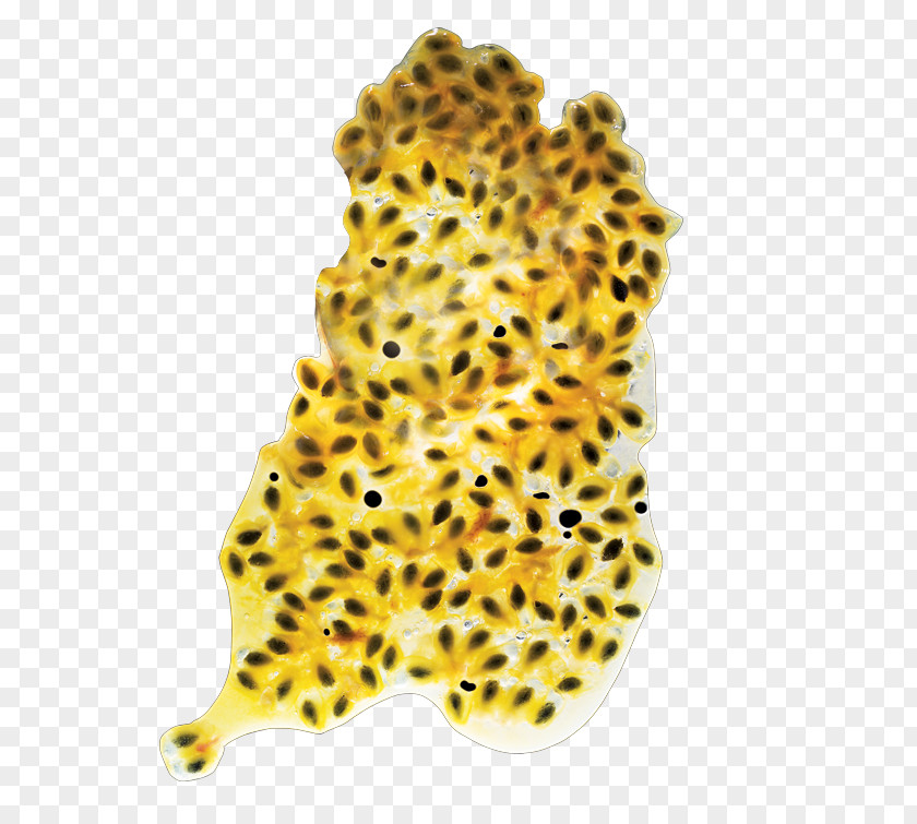 Passion Animal Organism Fur Carnivora PNG