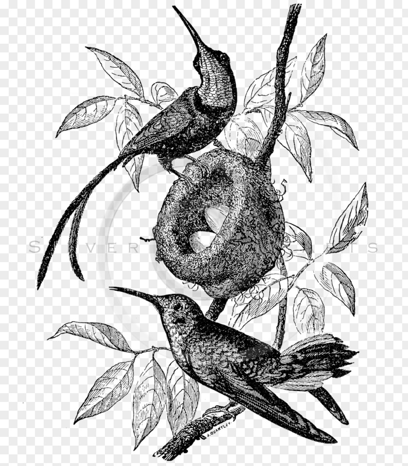 Bird Ruby-throated Hummingbird Illustration Clip Art PNG