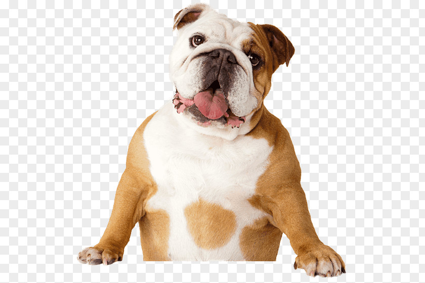 Bulldog Pet Sitting Dental Calculus Plaque Bad Breath PNG