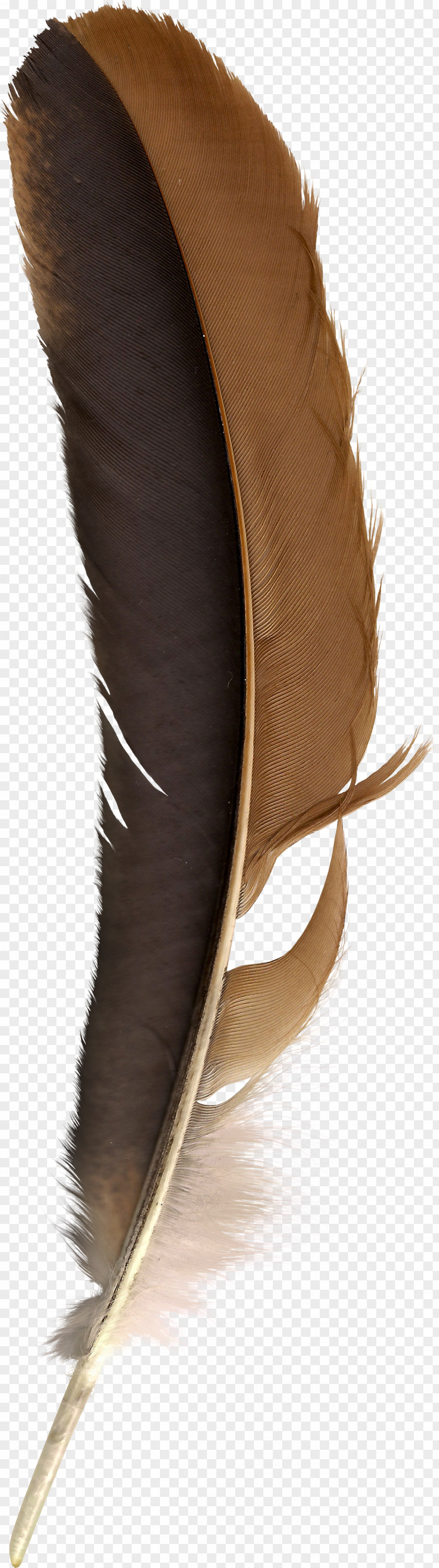 Feather Bird Quill Clip Art PNG