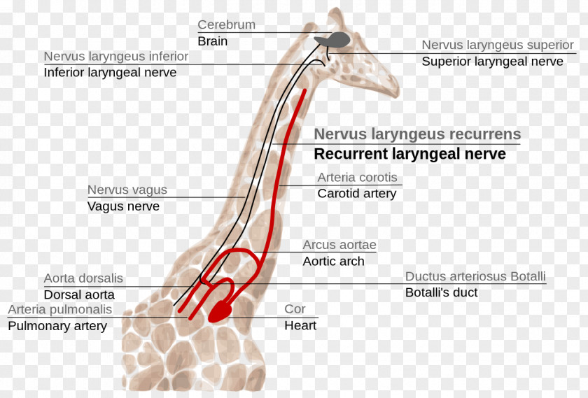 Gastrointestinal Tract Giraffe Anatomy Recurrent Laryngeal Nerve Brain Larynx PNG