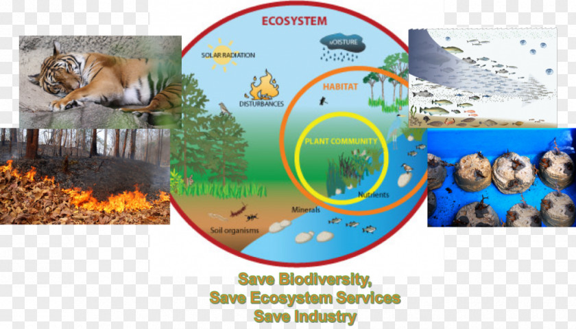 Natural Environment Marine Ecosystem Diagram Food Chain Ecology PNG
